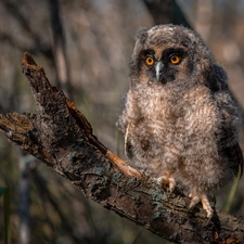 Lod on the beach, Owl Ear, chick