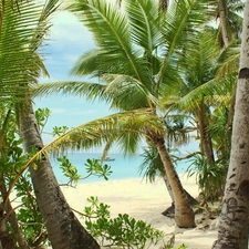 Beaches, Palms, sea