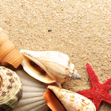 Beaches, color, Shells