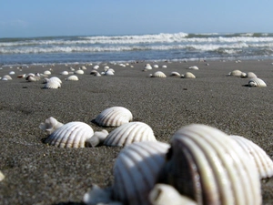 Beaches, Shells
