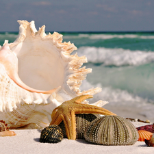 Beaches, Shells, star