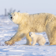 Polar Bears, little bear, she-bear, small