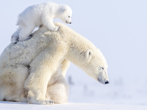 Polar Bears, little bear