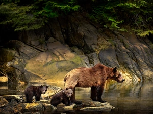 rocks, water, she-bear, young, Brown bear