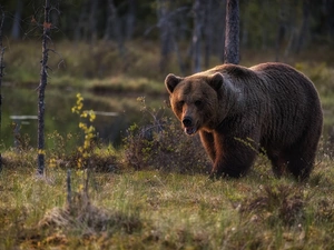 Brown bear, trees, viewes, forest