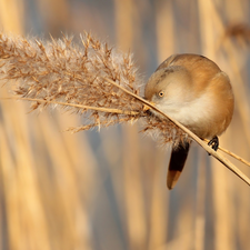 grass, Bird, Bearded Tit