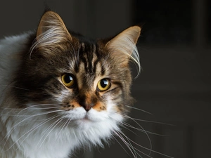 Maine Coon, cat, Beatyfull