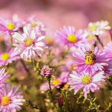 Flowers, bee, Aster, Beetle, Pink
