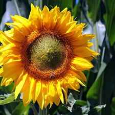 flakes, Colourfull Flowers, Sunflower, Yellow, plant, seeds, bee