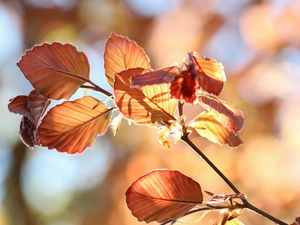 beech, twig, Leaf
