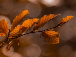 twig, Leaf, Bokeh, beech