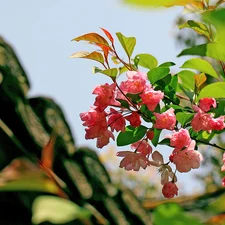 begonia, twig, Pink