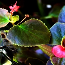 begonia