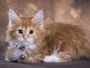 cat, dog-collar, Bell, Maine Coon