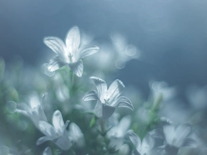 Flowers, White, Dalmatian bellflower