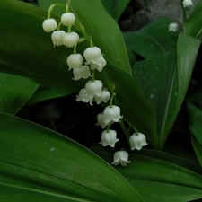 bells, lilies, White