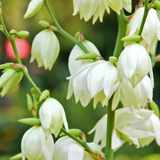 White, bells