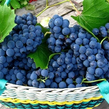 basket, apples, Bench, grapes