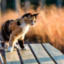 Mixed-breed dog, cat, Bench, color