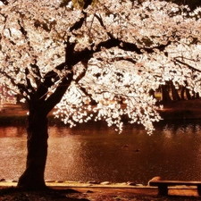 Bench, River, trees