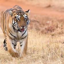 Bengal Tiger