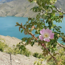 Benmore, New Zeland, flourishing, Twigs, lake