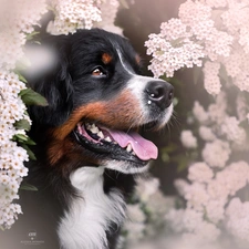 Flowers, Bernese Mountain Dog, dog