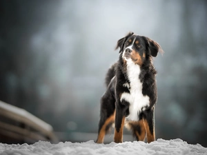figure, Bernese Mountain Dog, snow