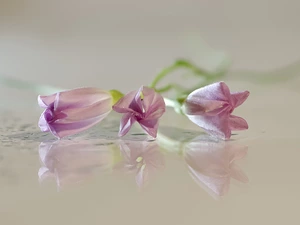 Flowers, reflection, blur, bindweed