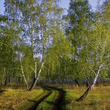 birch, Way, grove