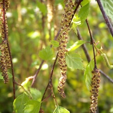 birch, young, Leaf