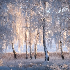 forest, winter, viewes, birch, trees, snow
