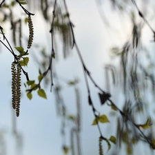 birch-tree, Twigs