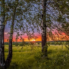 west, Meadow, birch, sun