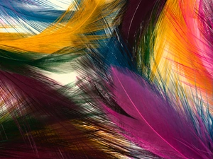 color, feather, texture, Bird