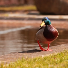 Bird, duck, crossing