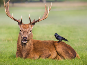 Bird, lying, deer