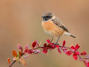 twig, Bird, European Stonechat, barberry