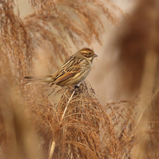 grass, sparrow, female, Bird