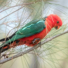 Twigs, pine, parrot, Bird, Green and red