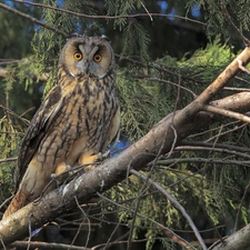 trees, branch pics, owl, Long-eared Owl, Bird