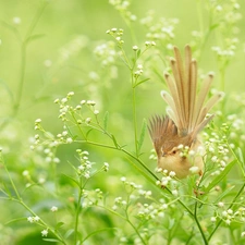 Gypsophila, Bird, White, Flowers, change