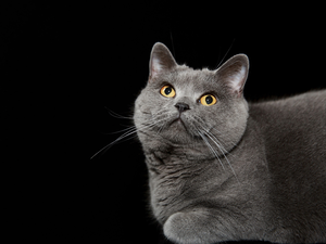 background, British Cat, Black