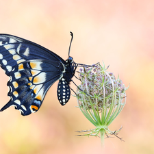 plant, Wild Carrot, Black, Oct Queen, butterfly