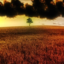 Black, clouds, cereals, trees, Field