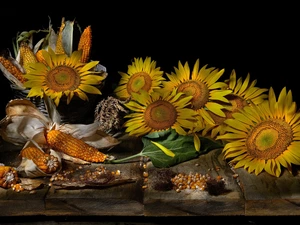 Nice sunflowers, boarding, black background, corn