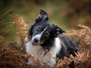 withered, fern, dog, Border Collie, White and Black
