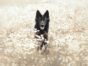 dog, Meadow, Flowers, Black German Shepherd Dog