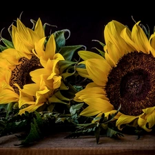 Nice sunflowers, black background