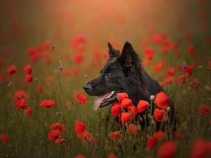 dog, Flowers, papavers, Black German Shepherd Dog